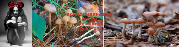 шишки Остров
