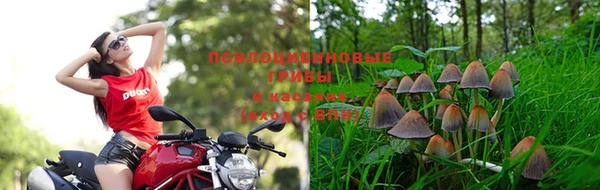 шишки Остров