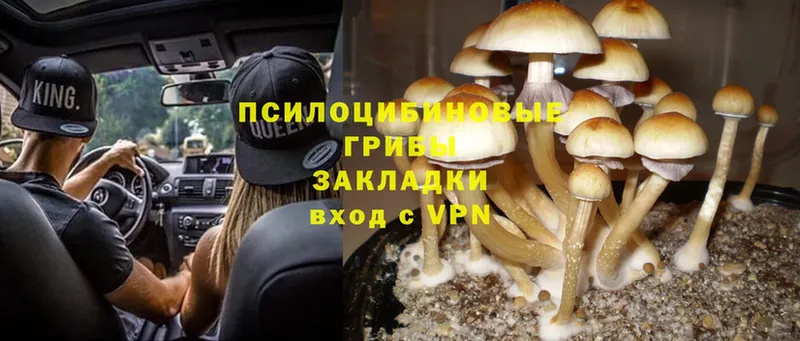 Псилоцибиновые грибы Psilocybine cubensis  hydra tor  Балтийск 